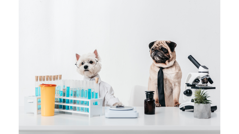 dogs scientists in laboratory