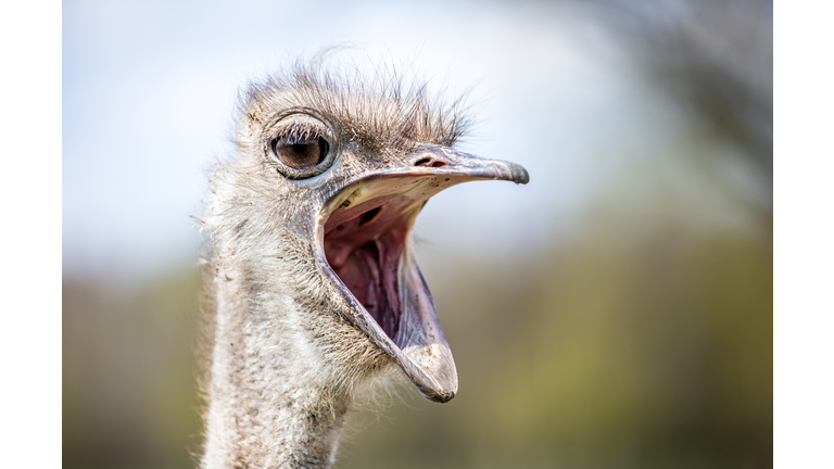 Ostrich with mouth wide open