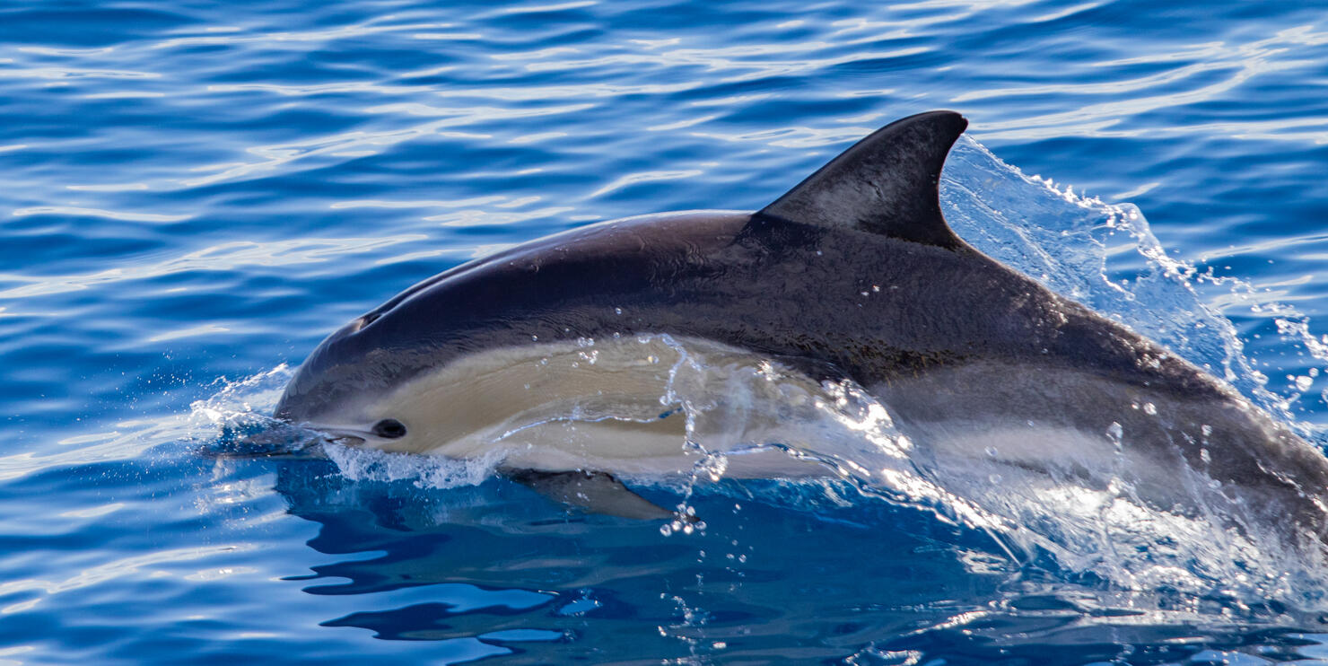 Common dolphin, during boat tour, Azores islands, traveling.