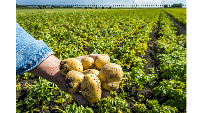 NETHERLANDS-AGRICULTURE