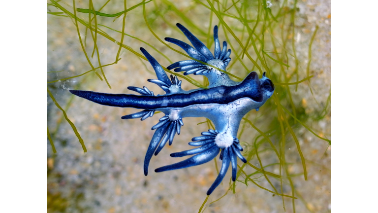 Blue Dragon, Glaucus Atlanticus, Blue Sea Slug