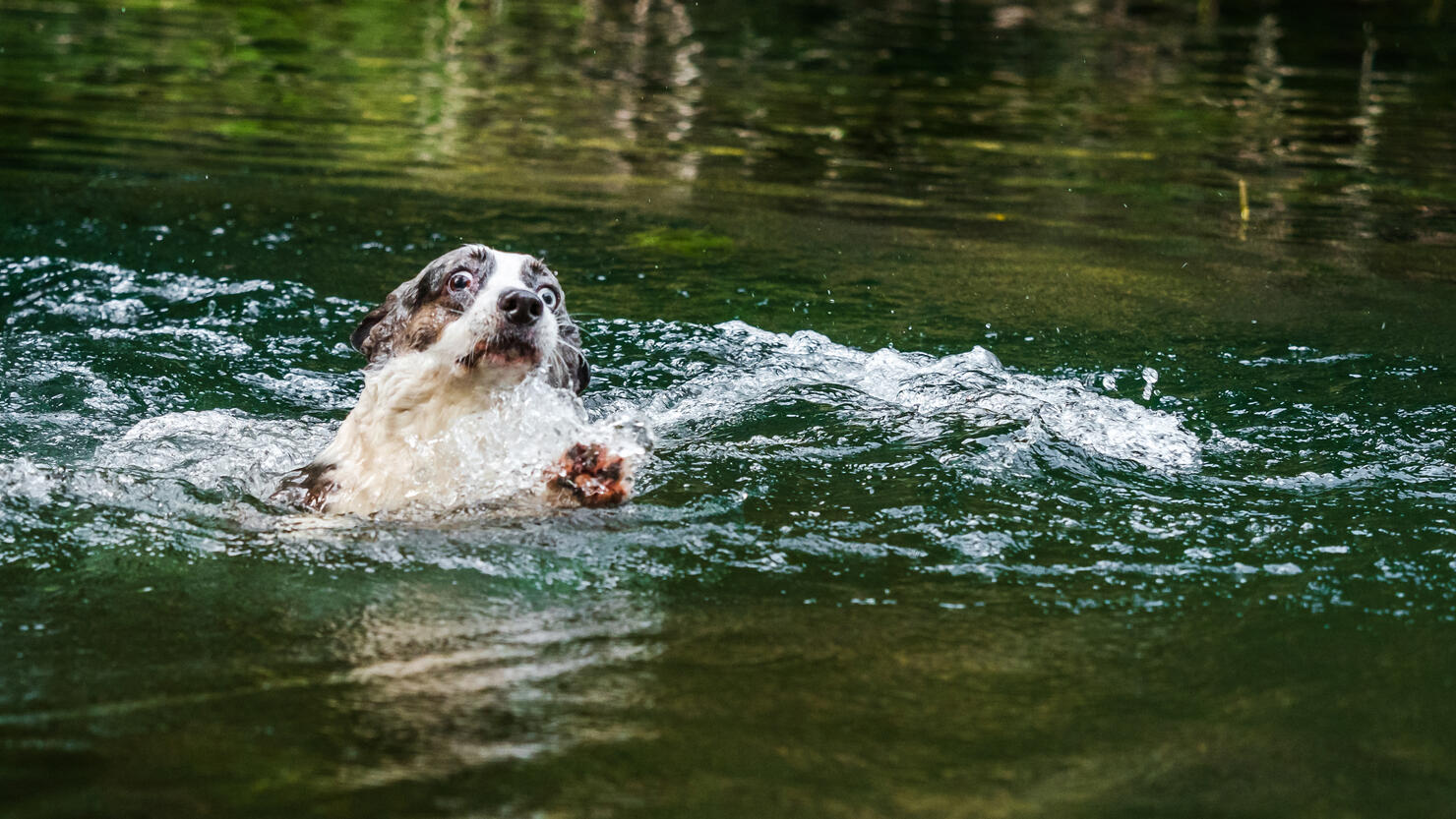 Beautiful corgi dog is swimming in a mountain river. Sunny weather. Summer.