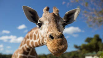 San Diego Zoo Wildlife Alliance Launches ‘Amazing Wildlife’ Podcast