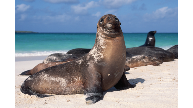 Galapagos Sea Lion