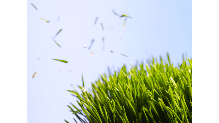 Cut grass against sky