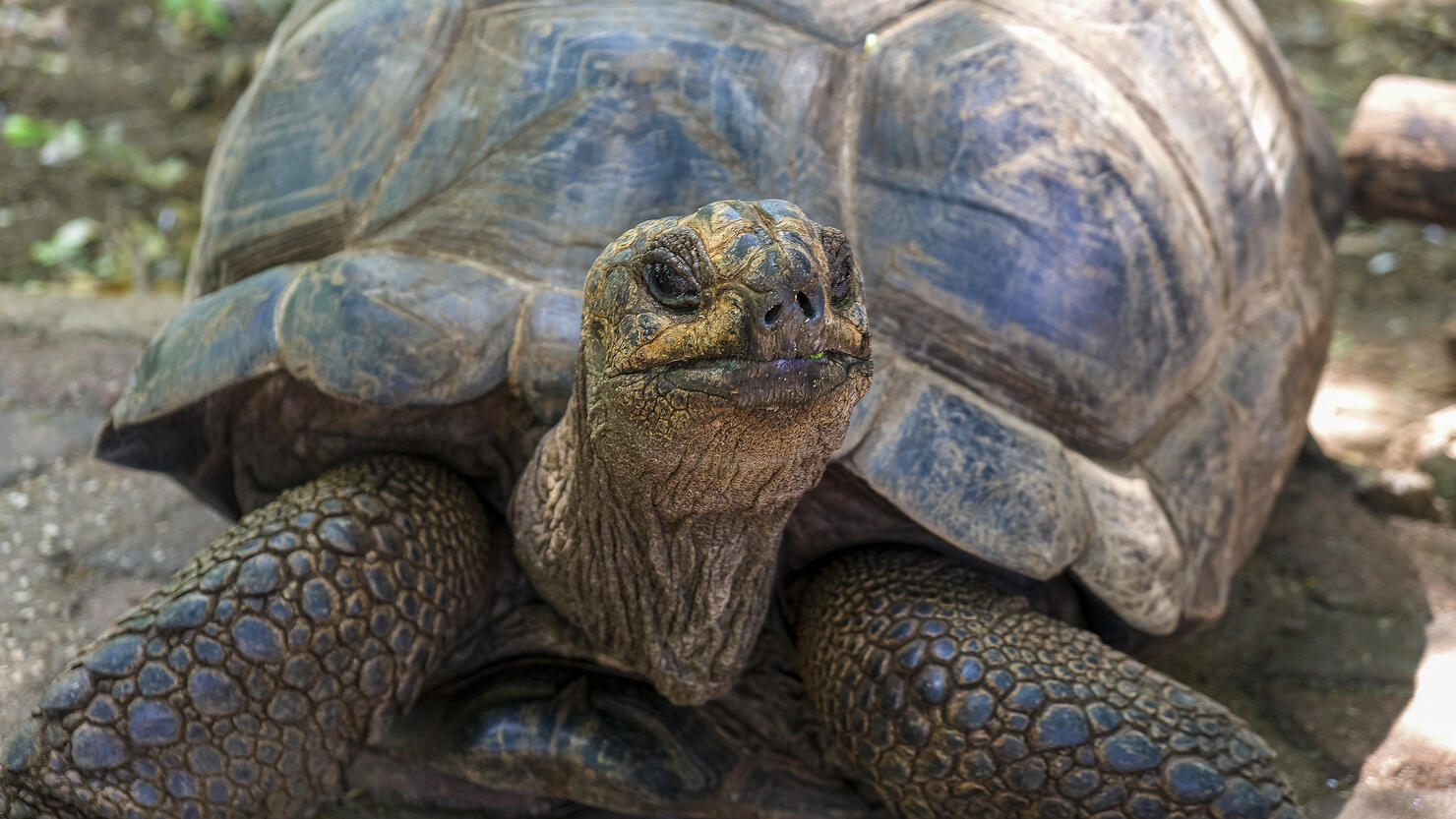 Giant African tortoise Aldabra on an island in the Indian Ocean.