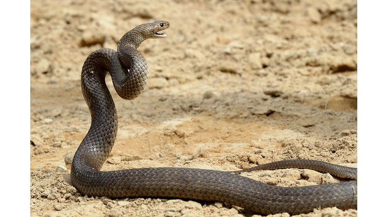 AUSTRALIA-ANIMAL-SNAKES