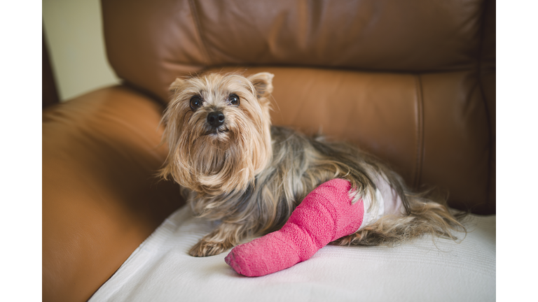 Yorkshire Terrier with pink plastered leg sitting on leather armchair