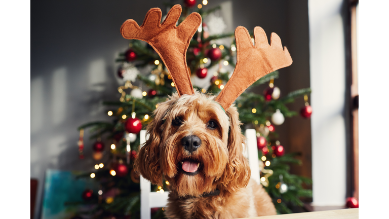 Dog wearing reindeer antlers at Christmas time