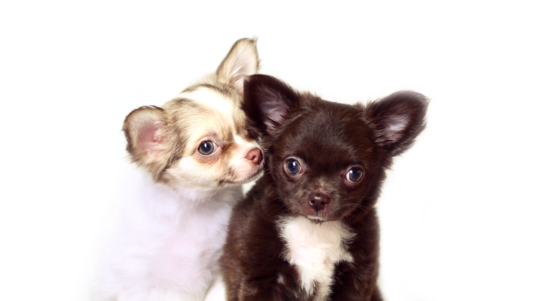 Chihuahua long-haired white and brown puppies studio portrait isolated on white background