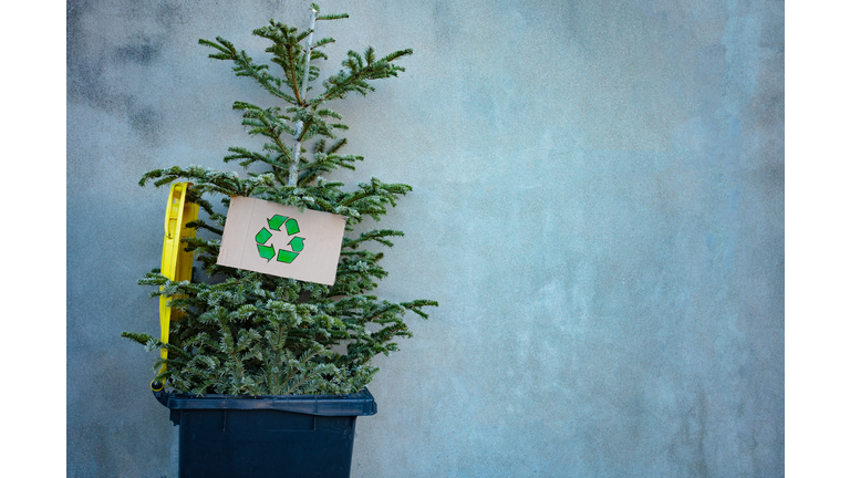 Christmas tree in bin with recycled sign cardboard