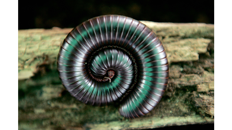 A coiled giant millipede rests on a log...