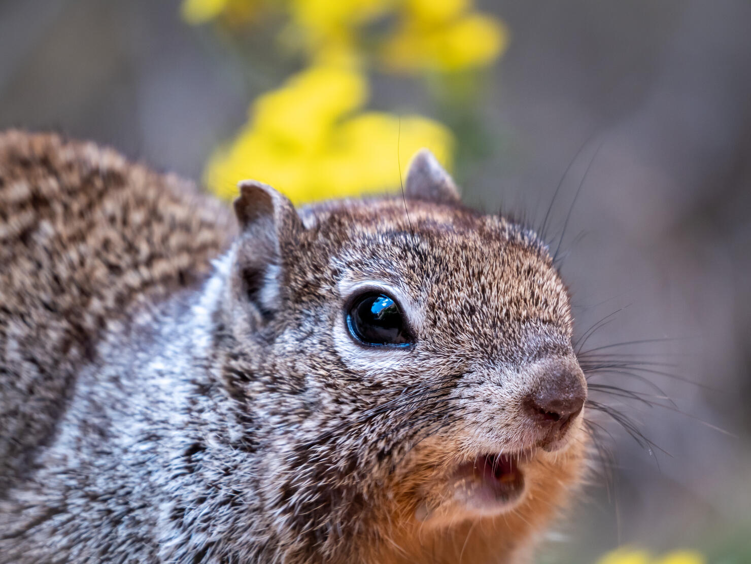 Portrait of a Surprised Squirrel