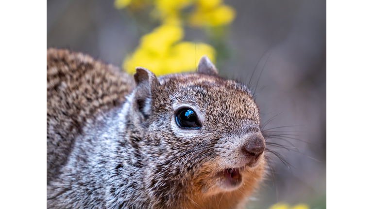 Portrait of a Surprised Squirrel