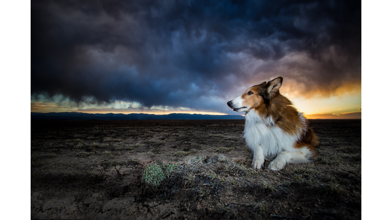 Collie in storm