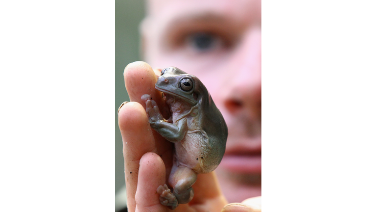 Creatures Are Added To The Brilliant Birds Exhibit At Edinburgh Zoo