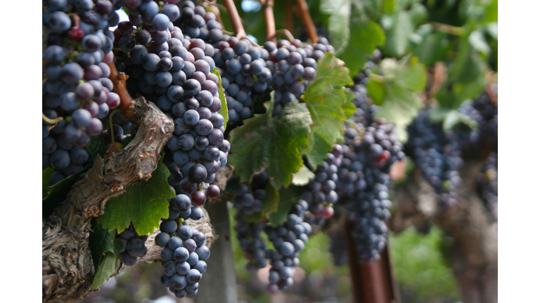 Wine Harvest