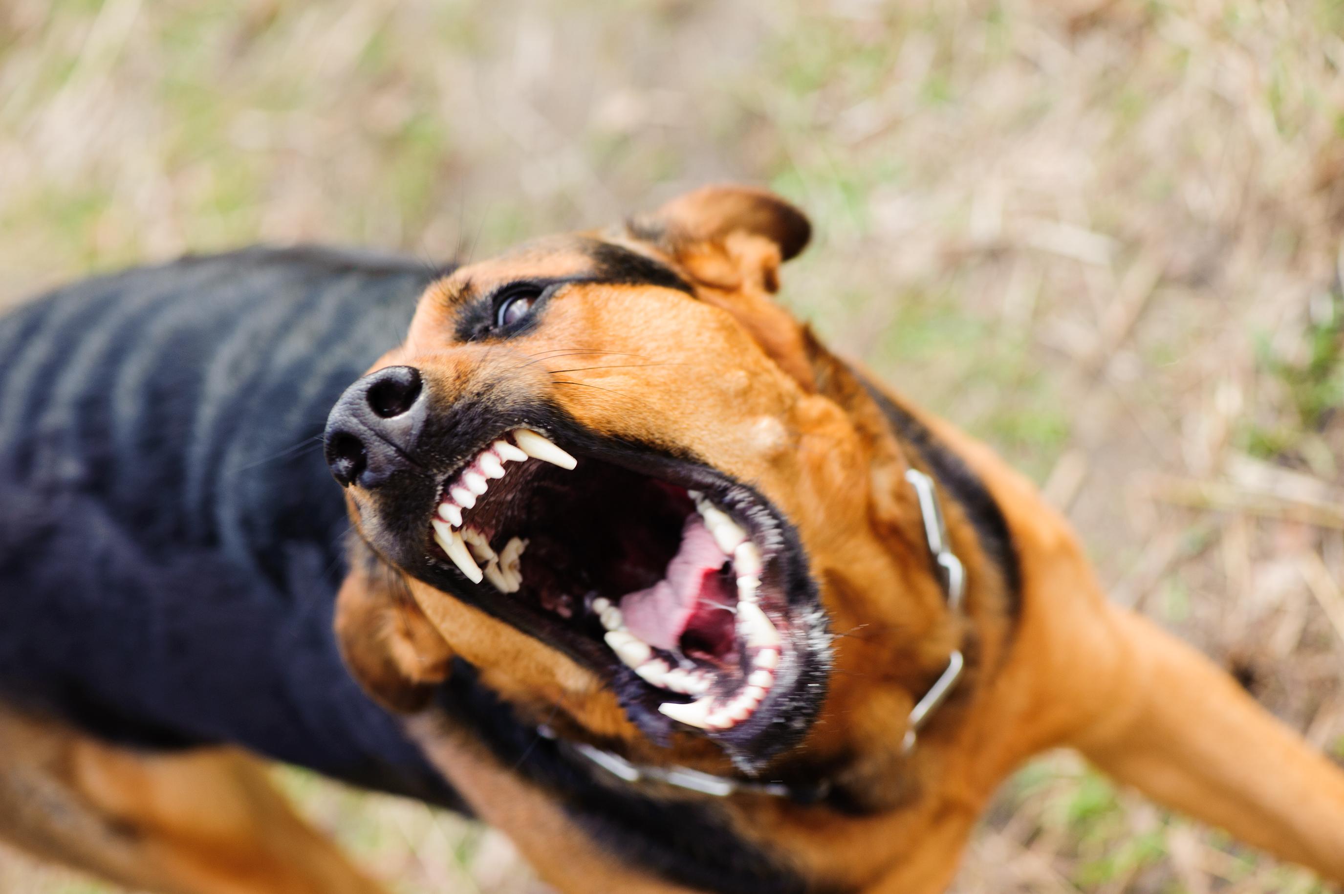 Grisly Details Revealed After Florida Mail Carrier Gets Mauled By Dogs ...