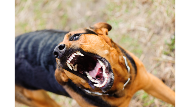 angry dog with bared teeth