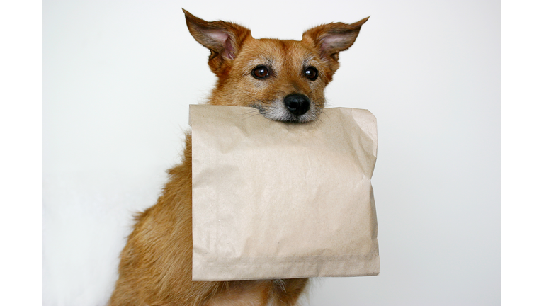 Dog carrying a plain brown bag