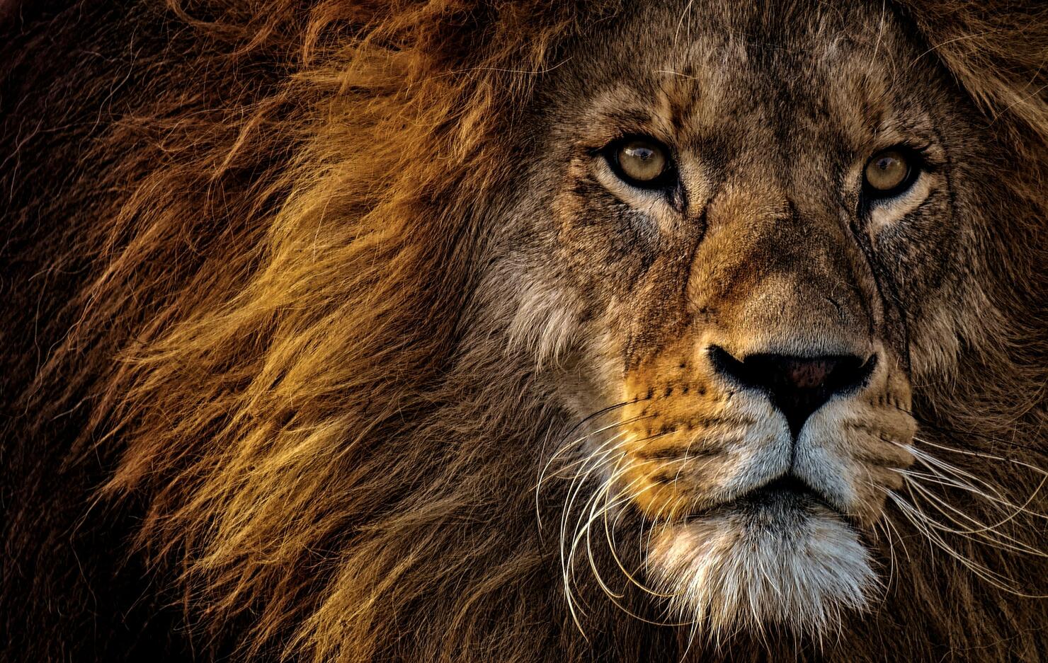 Lion, Predator, Dangerous, Mane