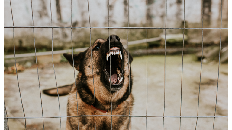 Aggressive German Shepherd behind Bars