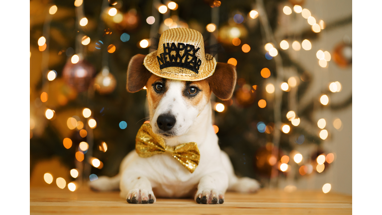 Christmas background with jack russell dog in party hat.