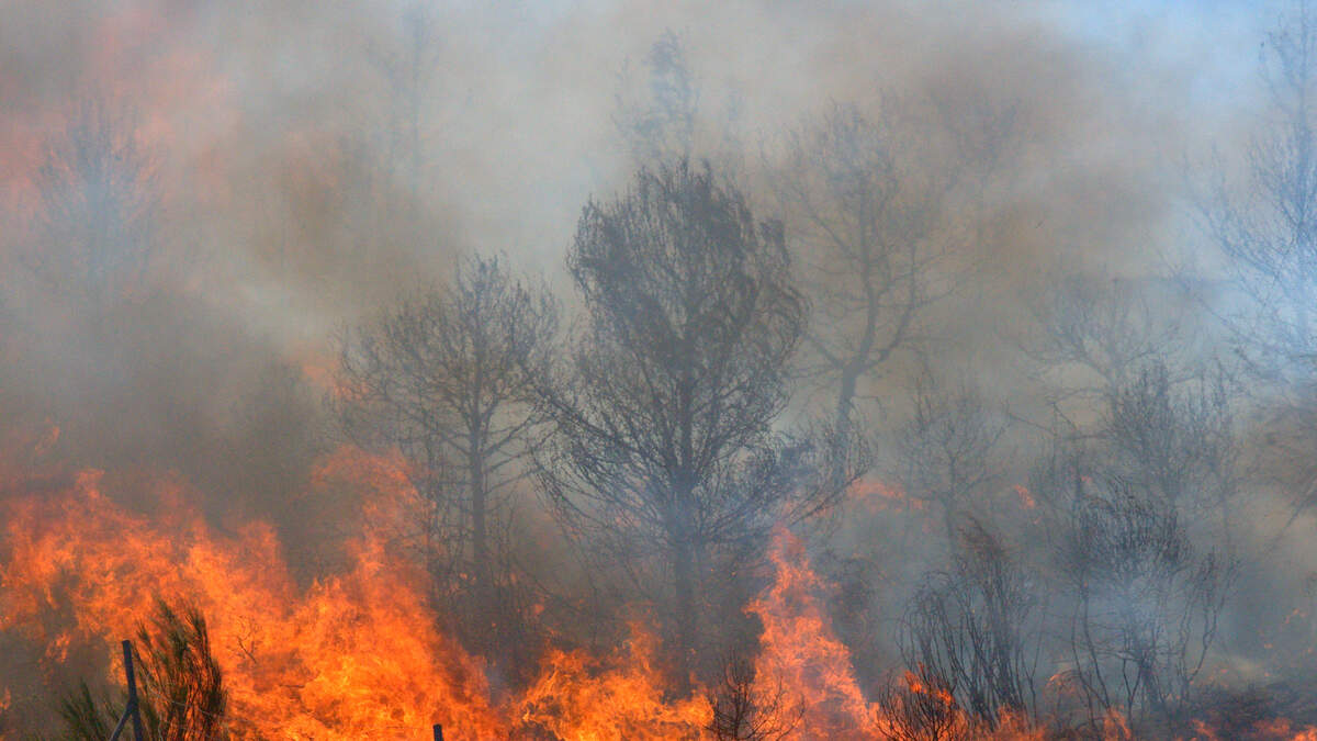 Out-of-State Firefighters Aid in Neversink Mountain Fire Battle | News ...