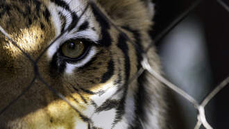 Tiger Attacks Airboat Tour Company Employee In Florida Everglades 