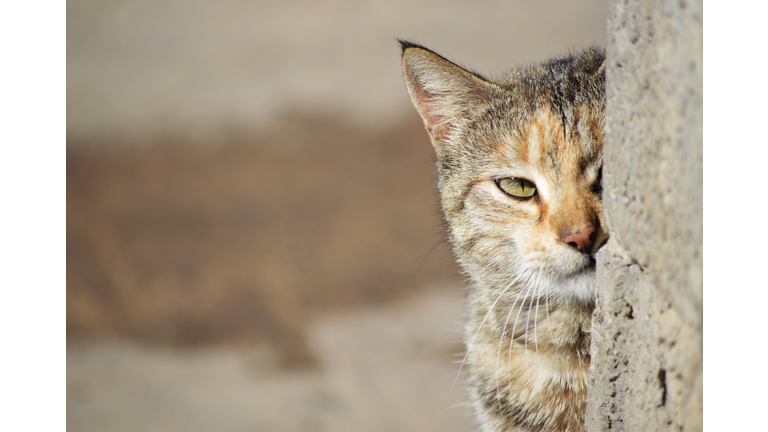 Cute cat is looking and sneaking out behind the wall