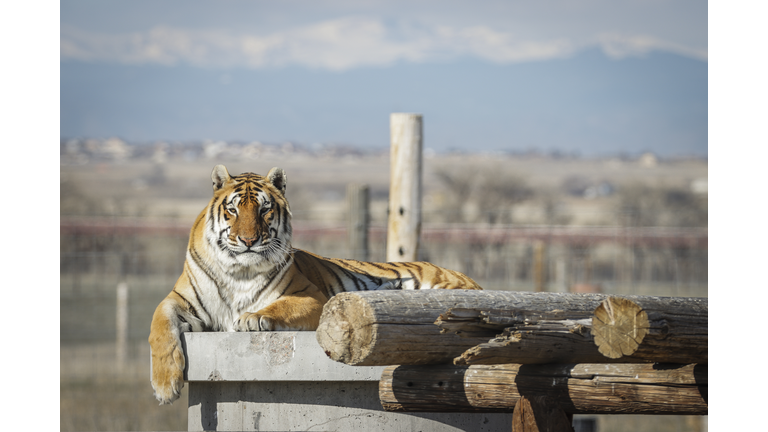 Wild Animal Sanctuary In Colorado Home To Almost 40 Tigers From Wildly Popular Documentary Of Joe Exotic "Tiger King"