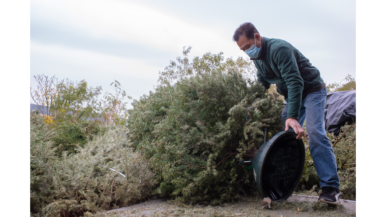 Discarded Christmas Trees Are Collected For Recycling