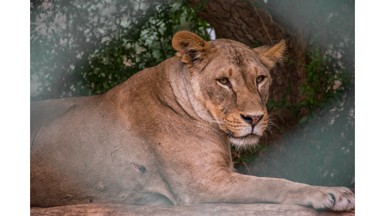 Lioness face is the main subject focused through the fences of cage