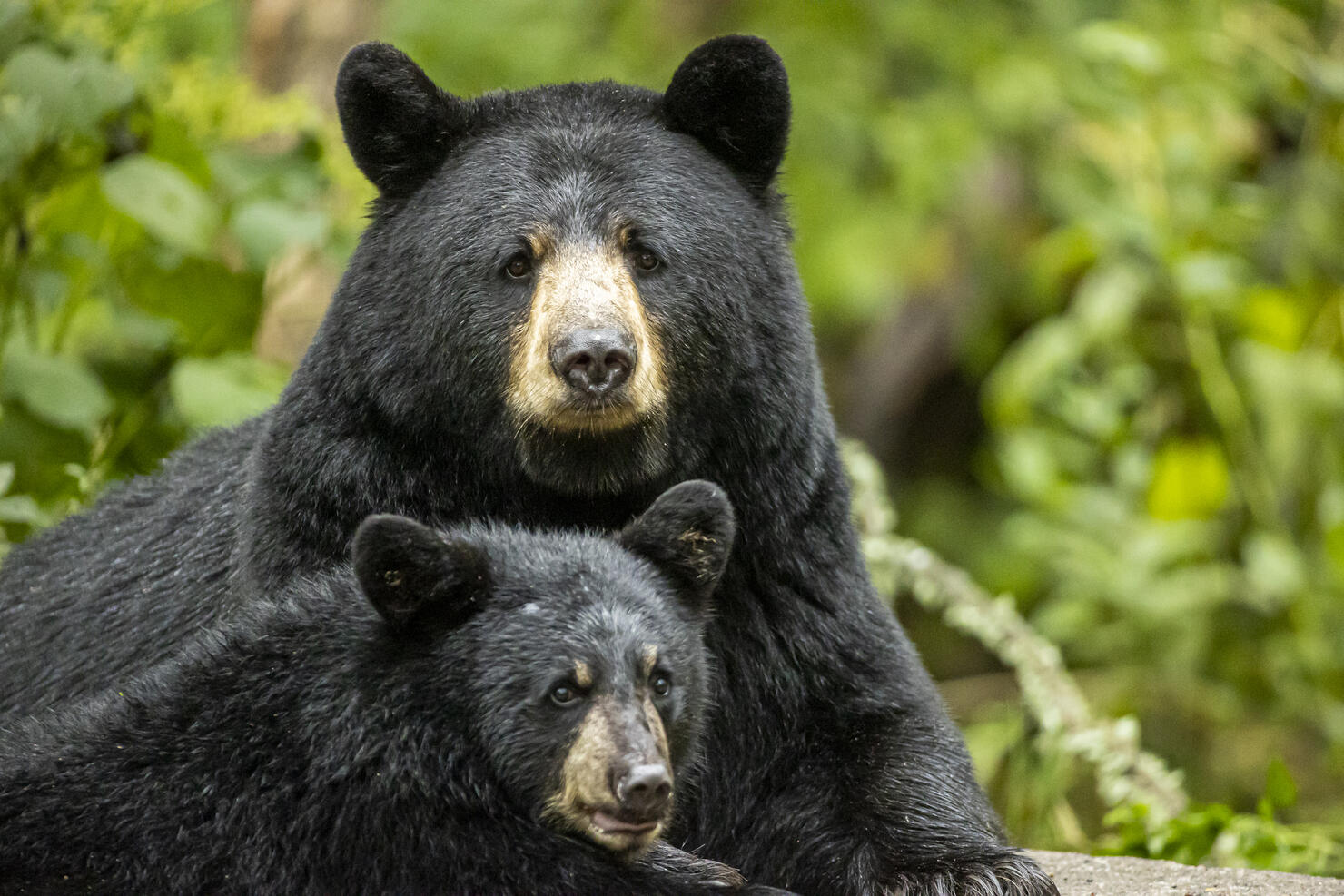 American Black Bear sow and cub together