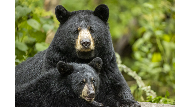 American Black Bear sow and cub together
