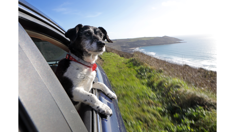 Dog looking out of car window at coastline