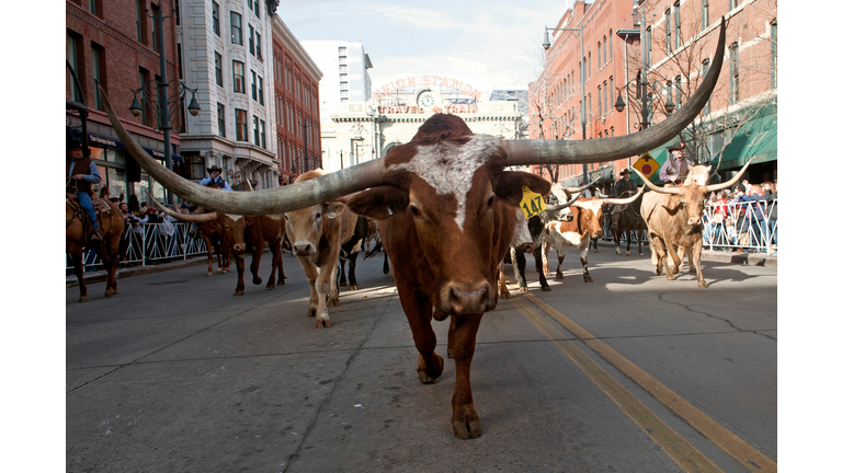 TOPSHOT-US-LIFESTYLE-ANIMAL-STOCK-PARADE