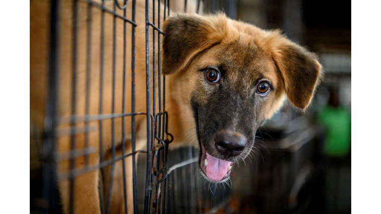 THAILAND-HEALTH-VIRUS-ANIMAL-DOGS