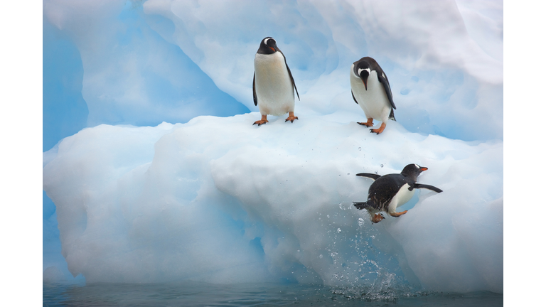 Gentoo Penguin (Pygoscelis papua)