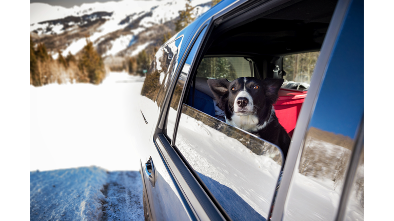 Dog looking out window of car in winter