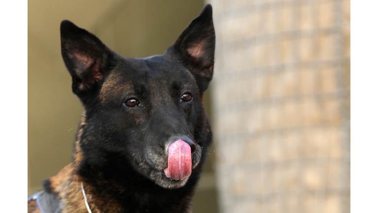 An army dog licks his nose during attack