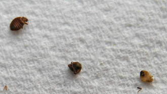 Cleveland Among The Worst Cities For Bed Bugs