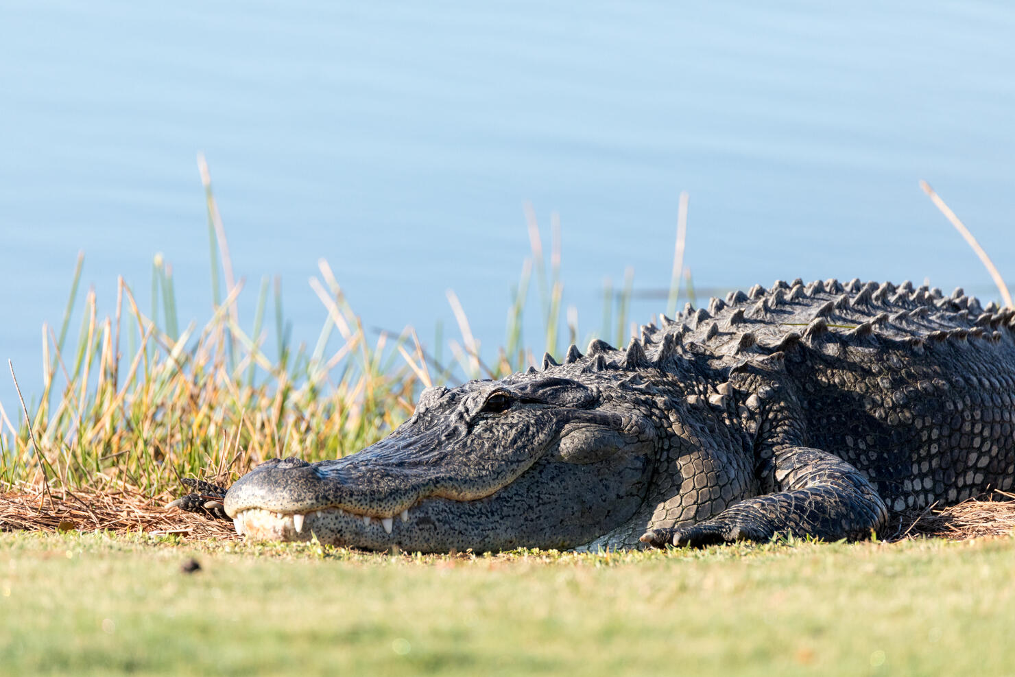 Very large American Alligator mississippiensis