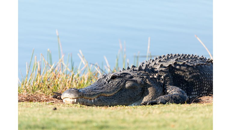 Very large American Alligator mississippiensis