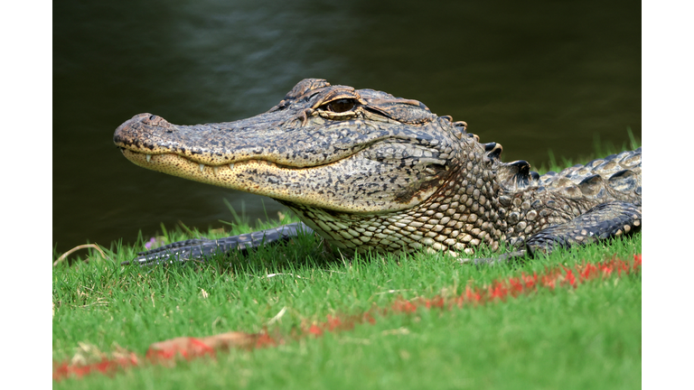 Sanderson Farms Championship - Round One