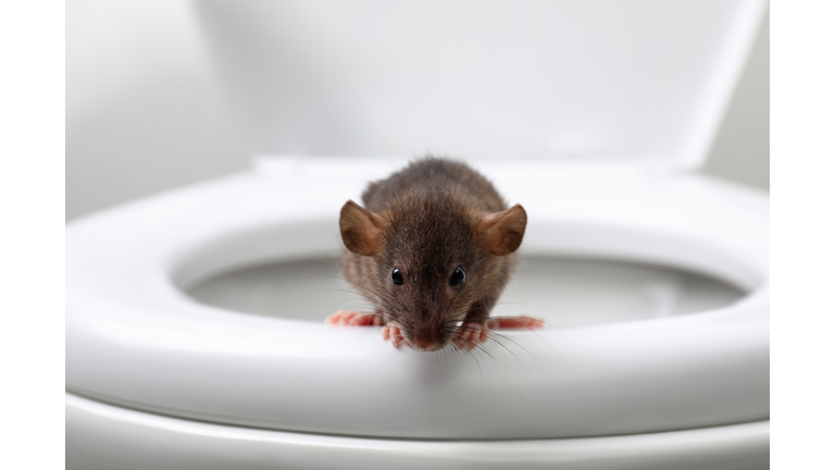 Rat on toilet bowl in bathroom. Pest control
