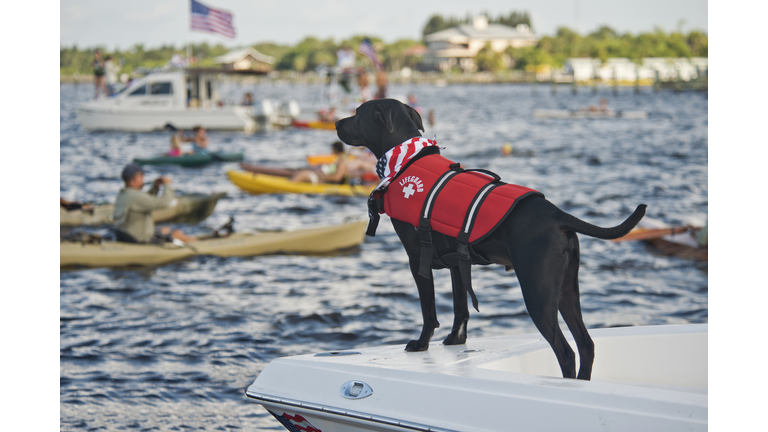 Life Guard Dog during Freedom Swim 4th of July