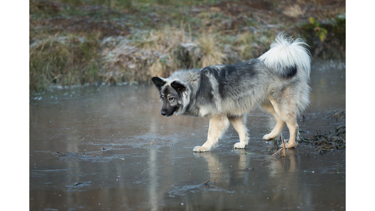 The mongrel walks on the ice