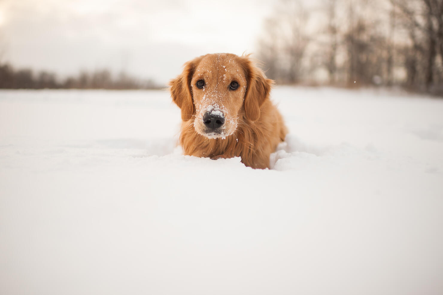 Puppy in the snow
