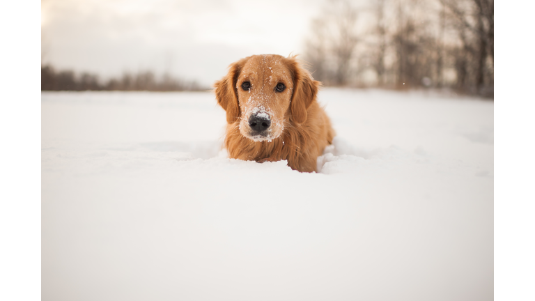 Puppy in the snow
